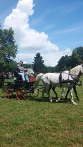 Središki konjeniki udeležbo v Zelendvoru kronali z zmago dvovpreg 2